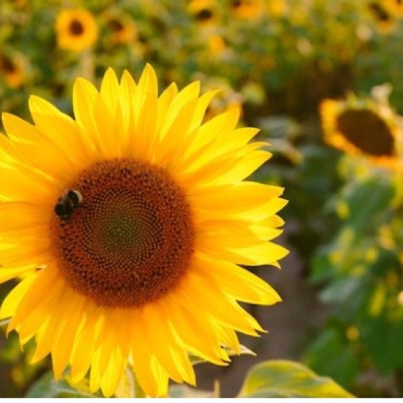 Meet your Posher, Madison - Picture 2 of 2